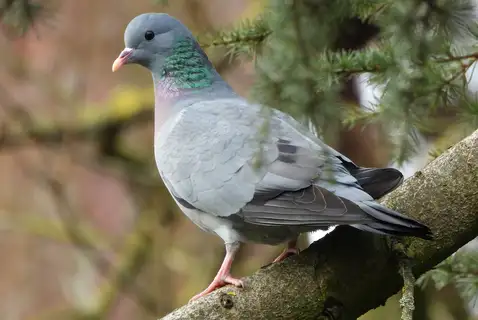 Stock Dove