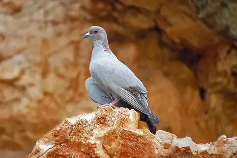 Somali Pigeon