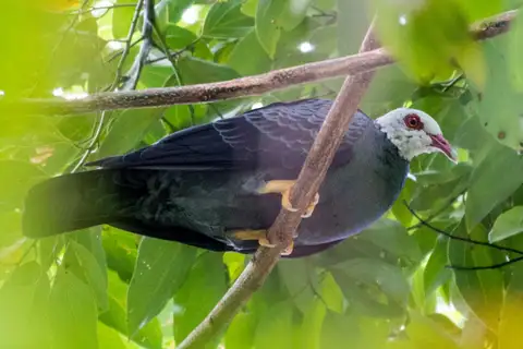 Yellow-legged Pigeon