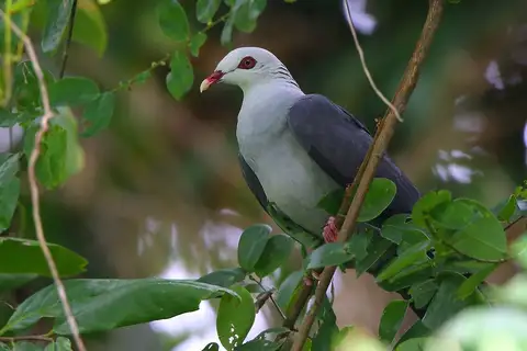 Andaman Wood Pigeon