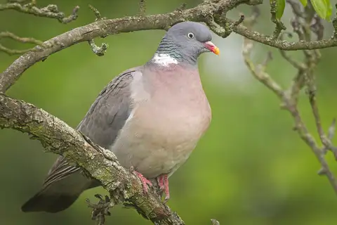 Common Wood Pigeon