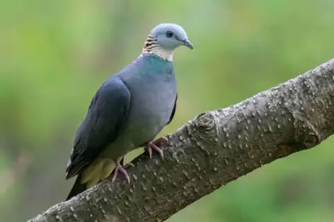Ashy Wood Pigeon