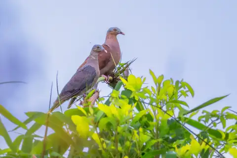 Pale-capped Pigeon