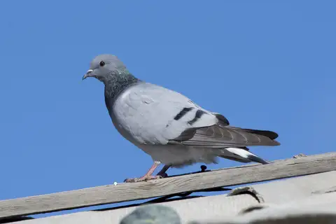 Hill Pigeon