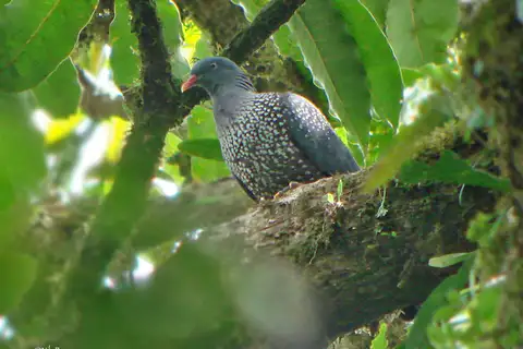 Cameroon Olive Pigeon