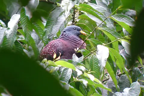 Sao Tome Olive Pigeon