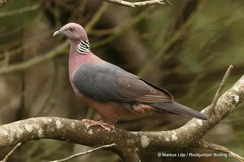 Sri Lanka Wood Pigeon