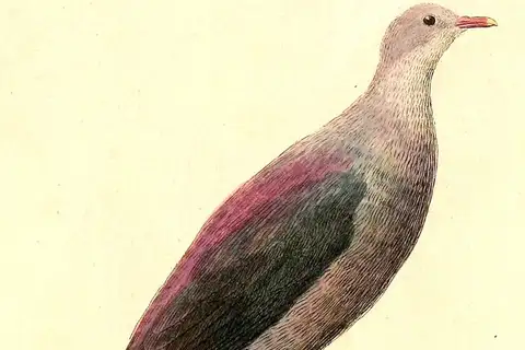 Bonin Wood Pigeon