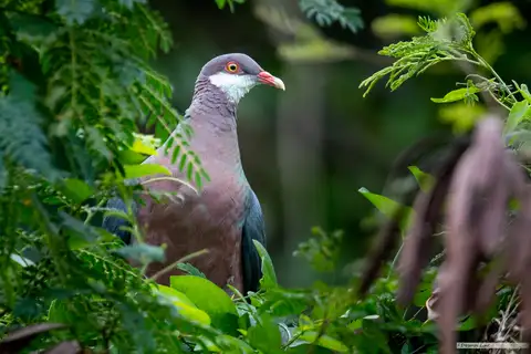 Metallic Pigeon