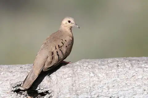 Ecuadorian Ground Dove