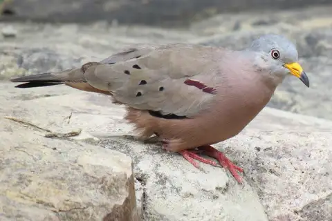 Croaking Ground Dove