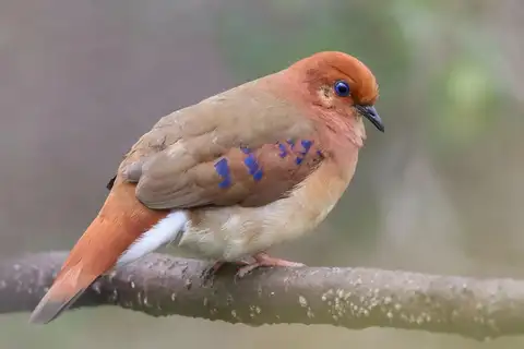 Blue-eyed Ground Dove