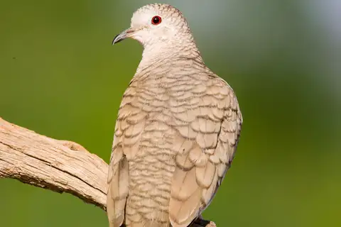 Inca Dove