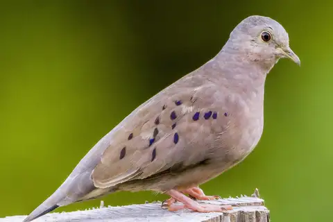 Plain-breasted Ground Dove