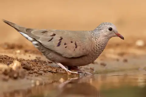 Common Ground Dove