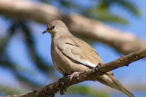 Picui Ground Dove