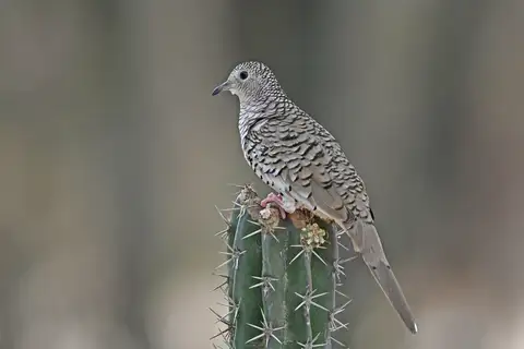 Scaled Dove