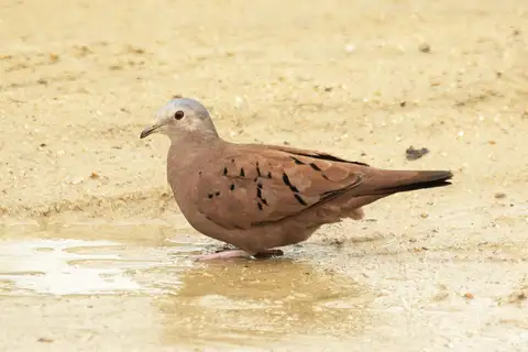Ruddy Ground Dove
