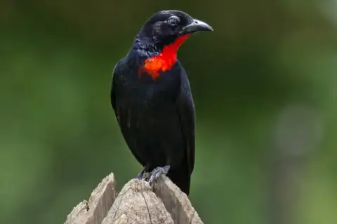 Scarlet-throated Tanager