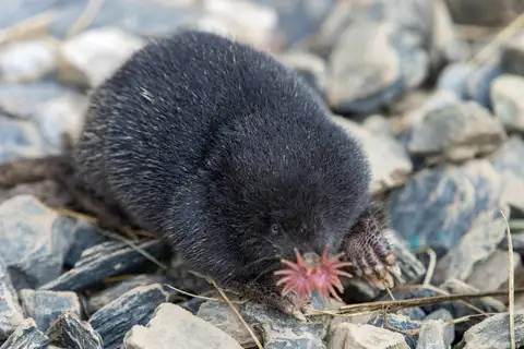 Star-nosed Mole