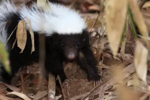 Amazon Hog-nosed Skunk