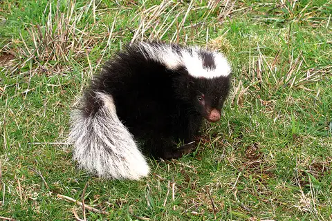 Molina's Hog-nosed Skunk