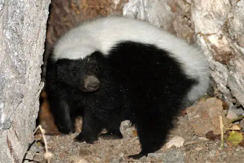 American Hog-nosed Skunk