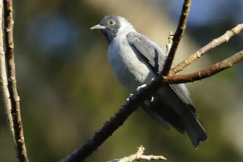 Black-faced Cotinga