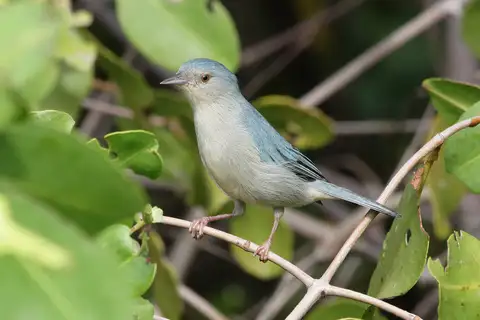 Bicolored Conebill