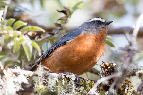 White-browed Conebill