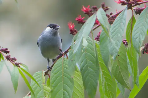 White-eared Conebill