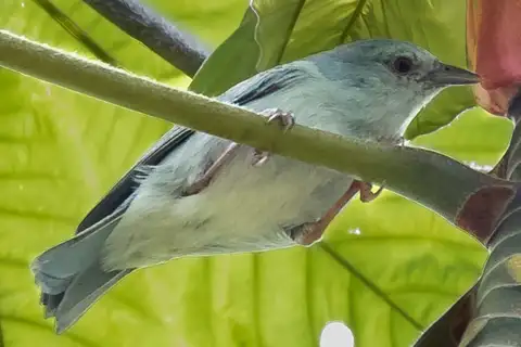 Pearly-breasted Conebill