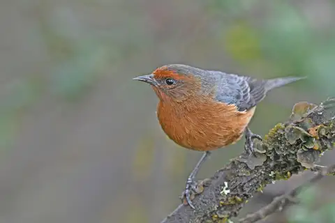 Rufous-browed Conebill