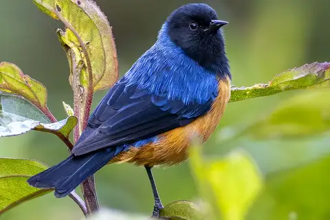 Blue-backed Conebill