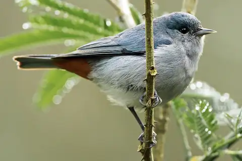 Chestnut-vented Conebill