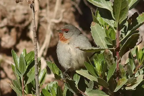 Tamarugo Conebill