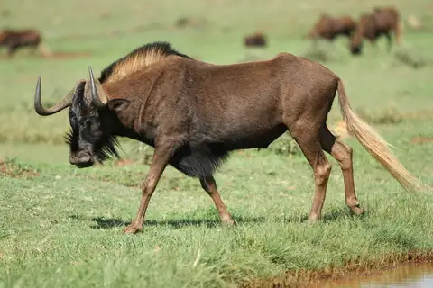 Black Wildebeest