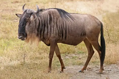 Common Wildebeest