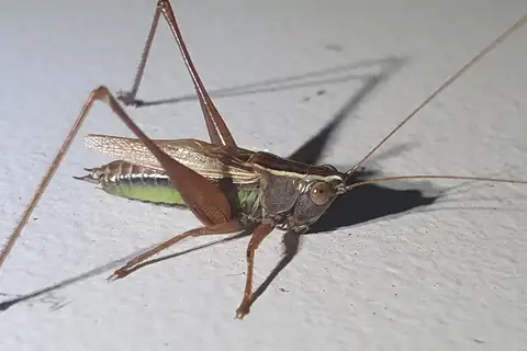 whitish meadow katydid