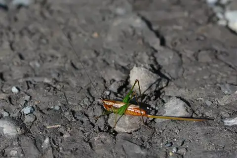 Long-tailed Meadow Katydid