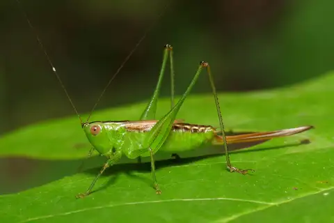 Short-winged Meadow Katydid