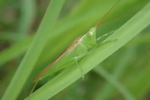 Conocephalus chinensis