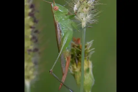 Caribbean Meadow Katydid