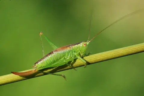 Short-winged Conehead