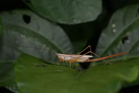 Conocephalus exemptus