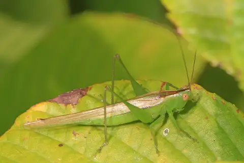 Slender Meadow Katydid