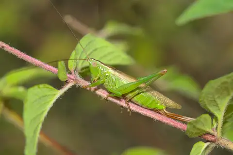 Long-winged Conehead