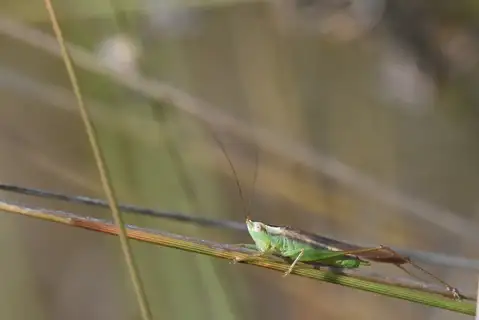 Graceful Meadow Katydid