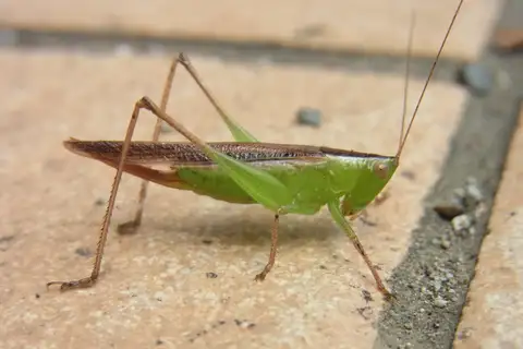 Spotted Meadow Katydid