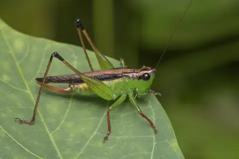 Black-kneed Meadow Katydid